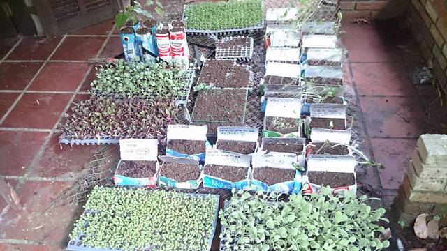 1 mudas display
